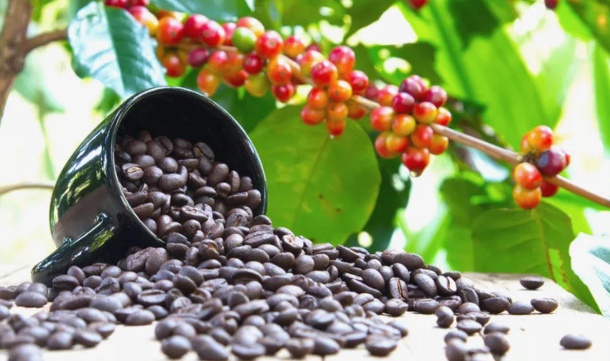 Coffee Beans